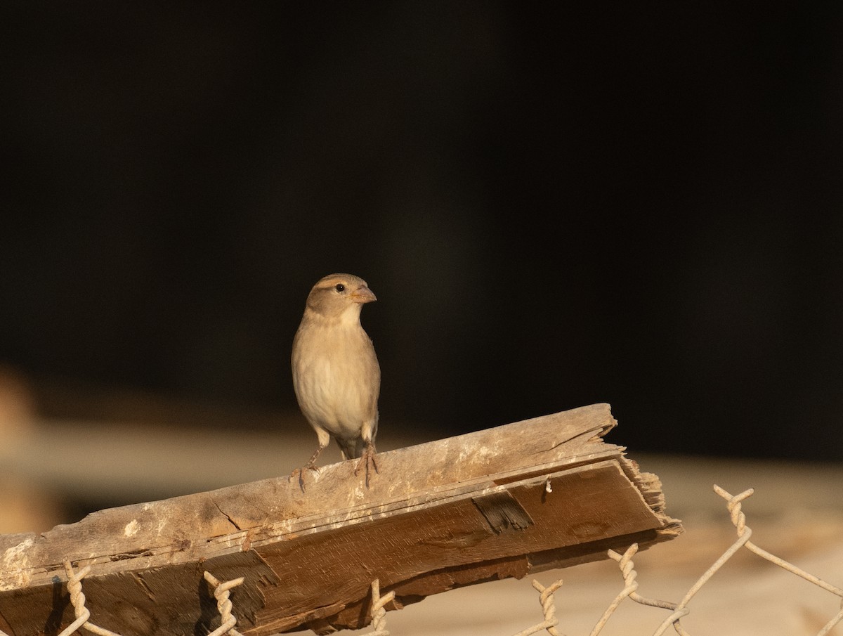 Etxe-txolarrea - ML644652160