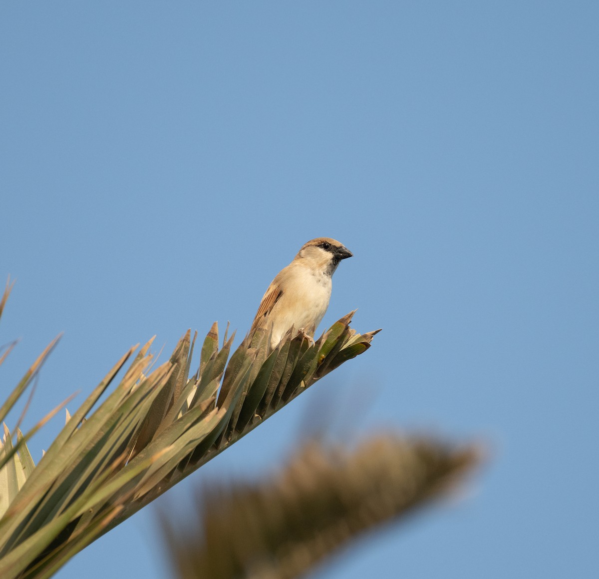 Etxe-txolarrea - ML644652161