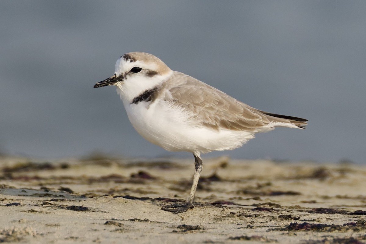 Txirritxo hankabeltza - ML644652162