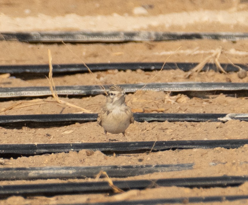 Txoriandre arrunta - ML644652164