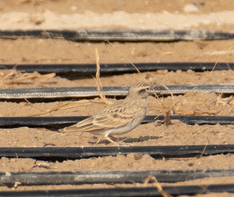 Txoriandre arrunta - ML644652165