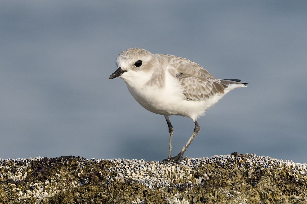 Txirritxo tibetarra - ML644652166