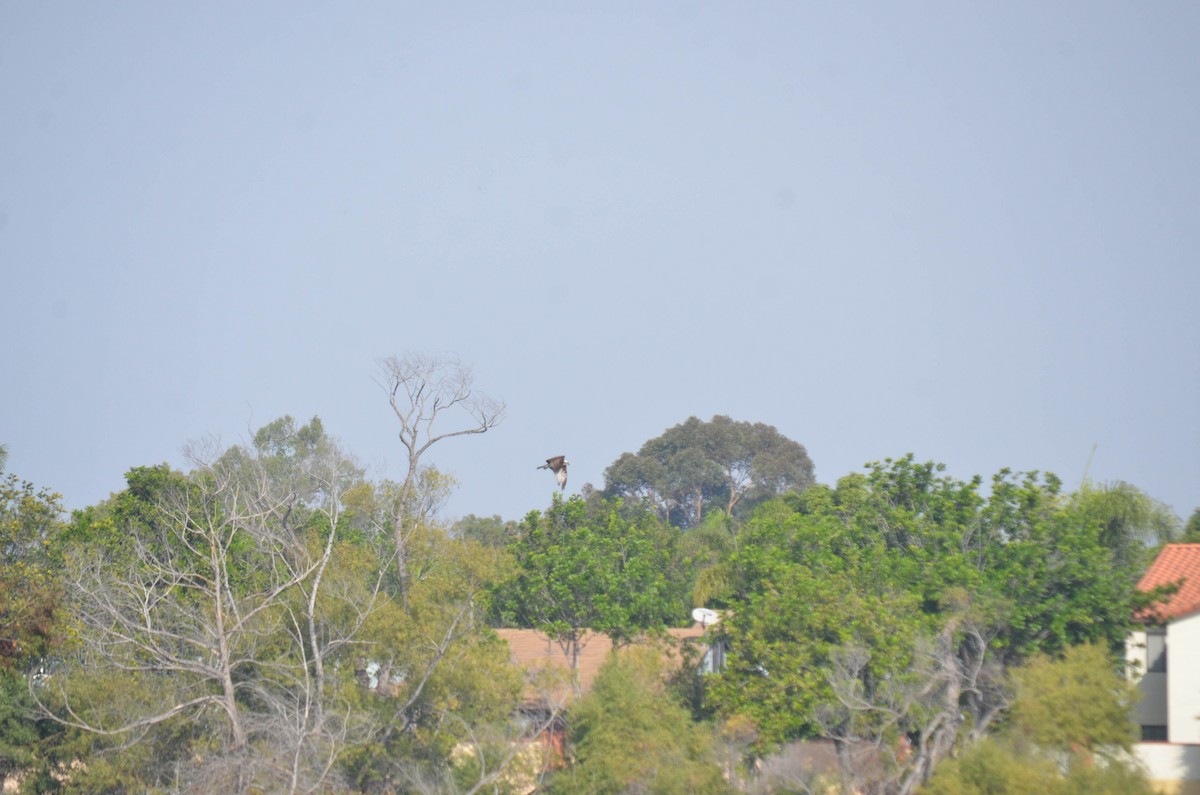 Arrano arrantzalea - ML644652167