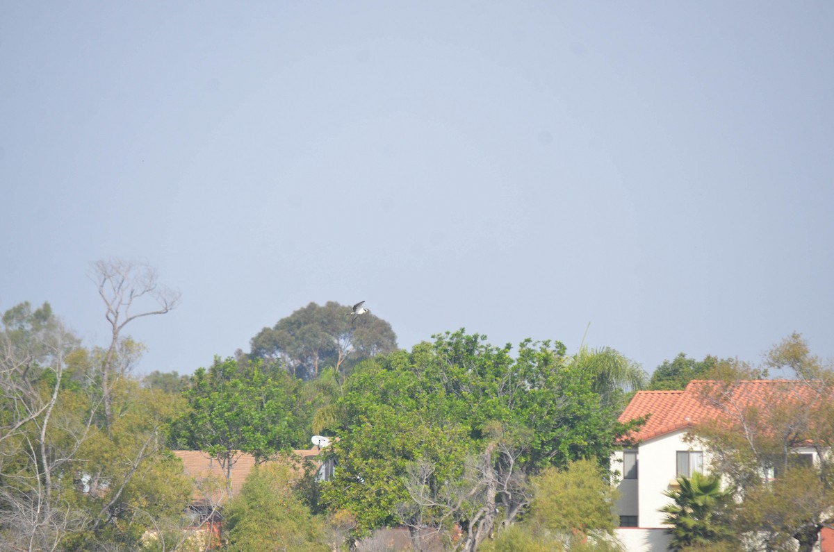 Arrano arrantzalea - ML644652168