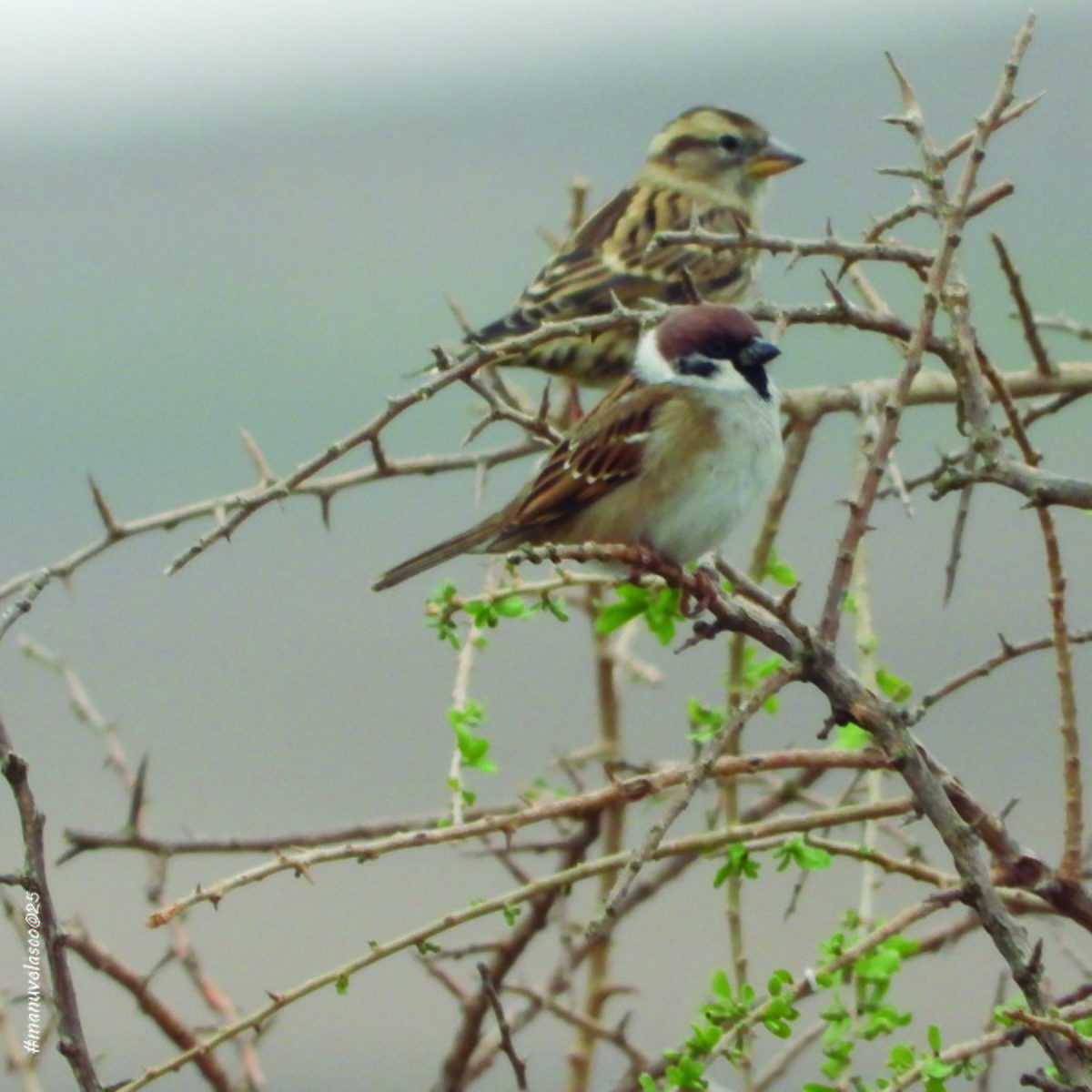 Landa-txolarrea - ML644652171