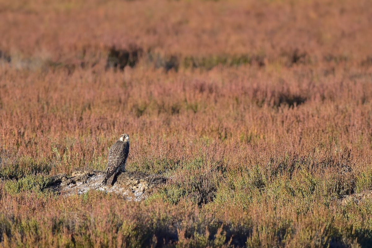 Peregrine Falcon - ML644652173