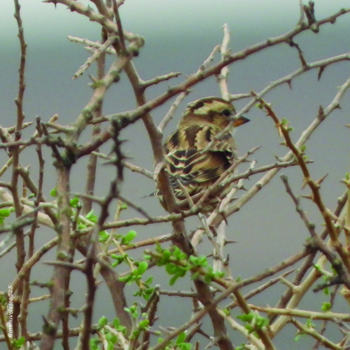 Harkaitz-txolarre arrunta - ML644652174