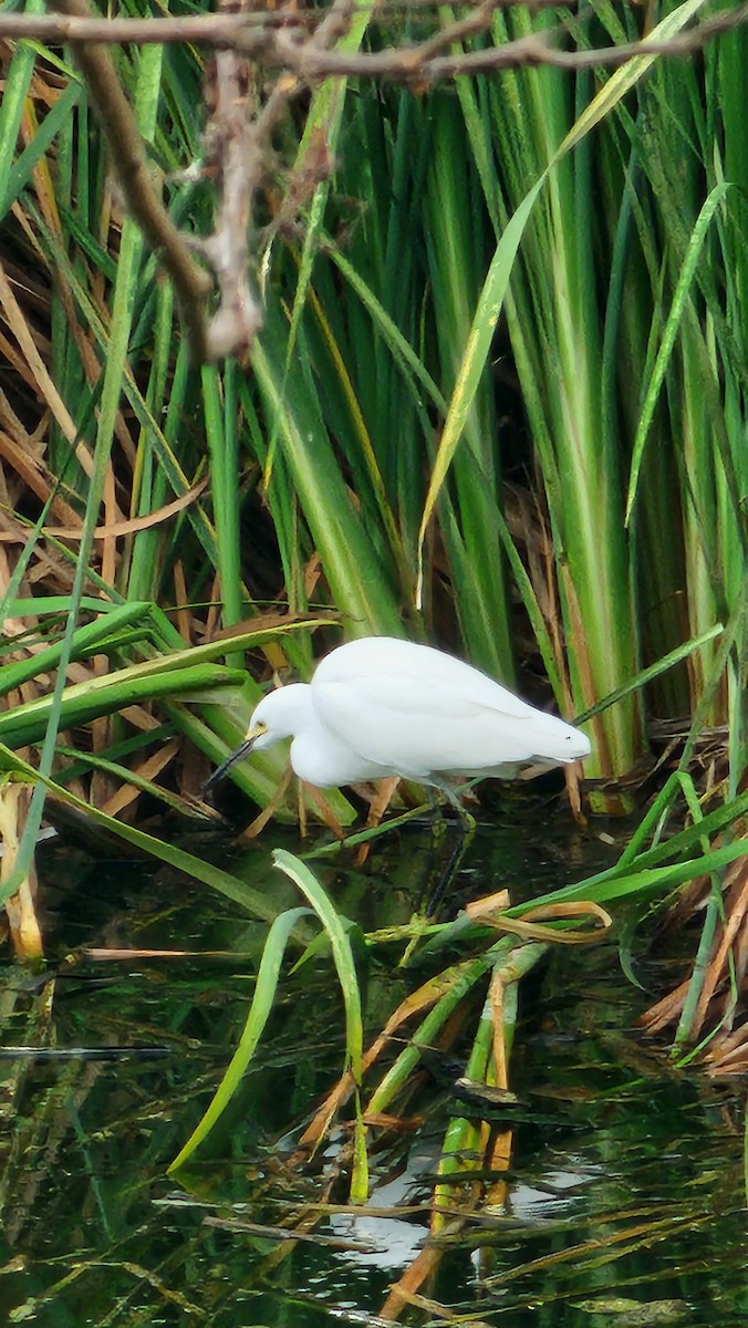 Snowy Egret - ML644652177
