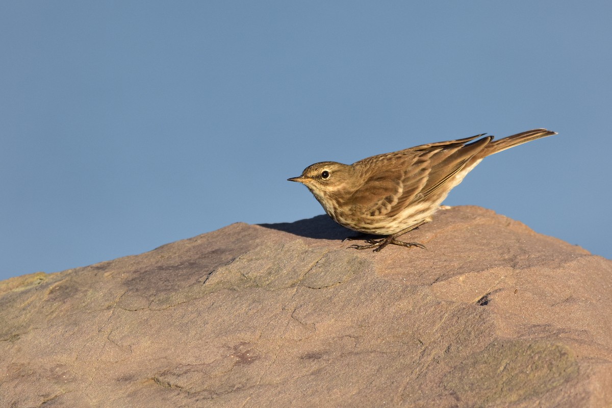 Water Pipit - ML644652178