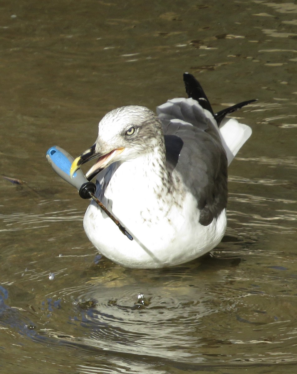 Gaviota Sombría - ML644652180