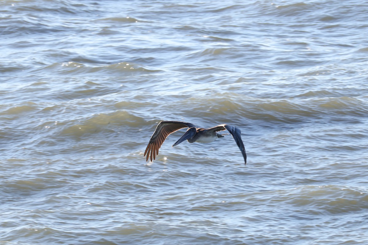 Brown Pelican - ML644652181