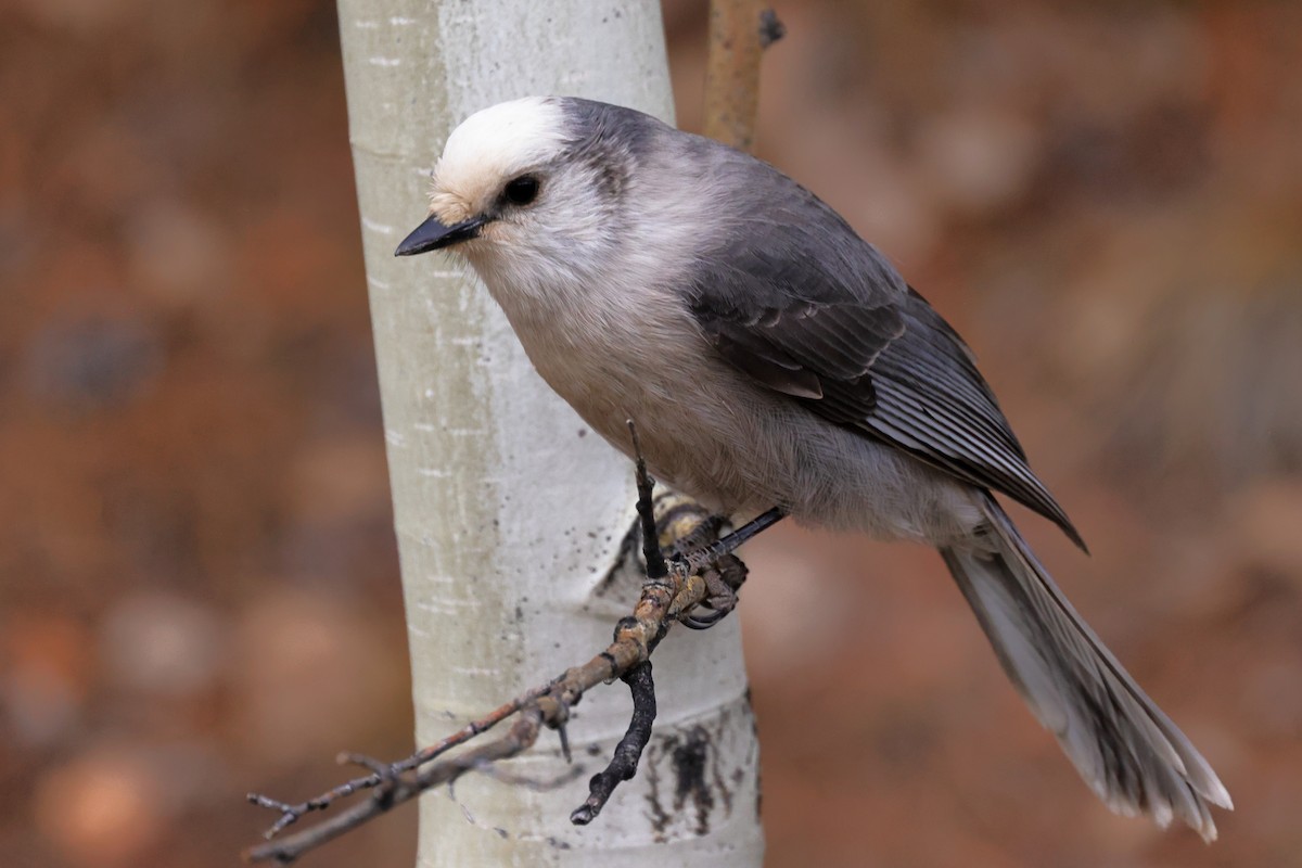 Canada Jay - ML644652182