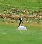 Demoiselle Crane - ML644652183