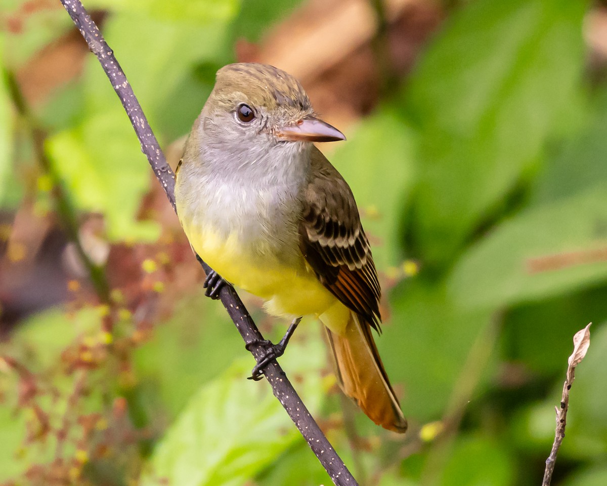 Great Crested Flycatcher - ML644652184