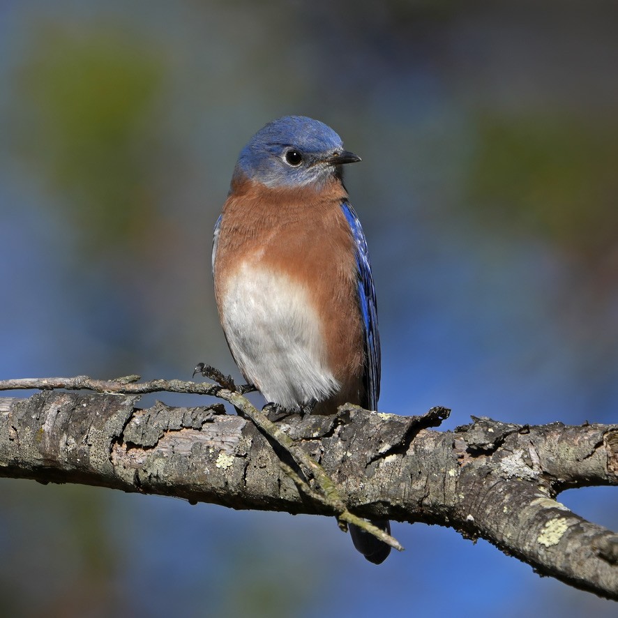 Eastern Bluebird - ML644652185