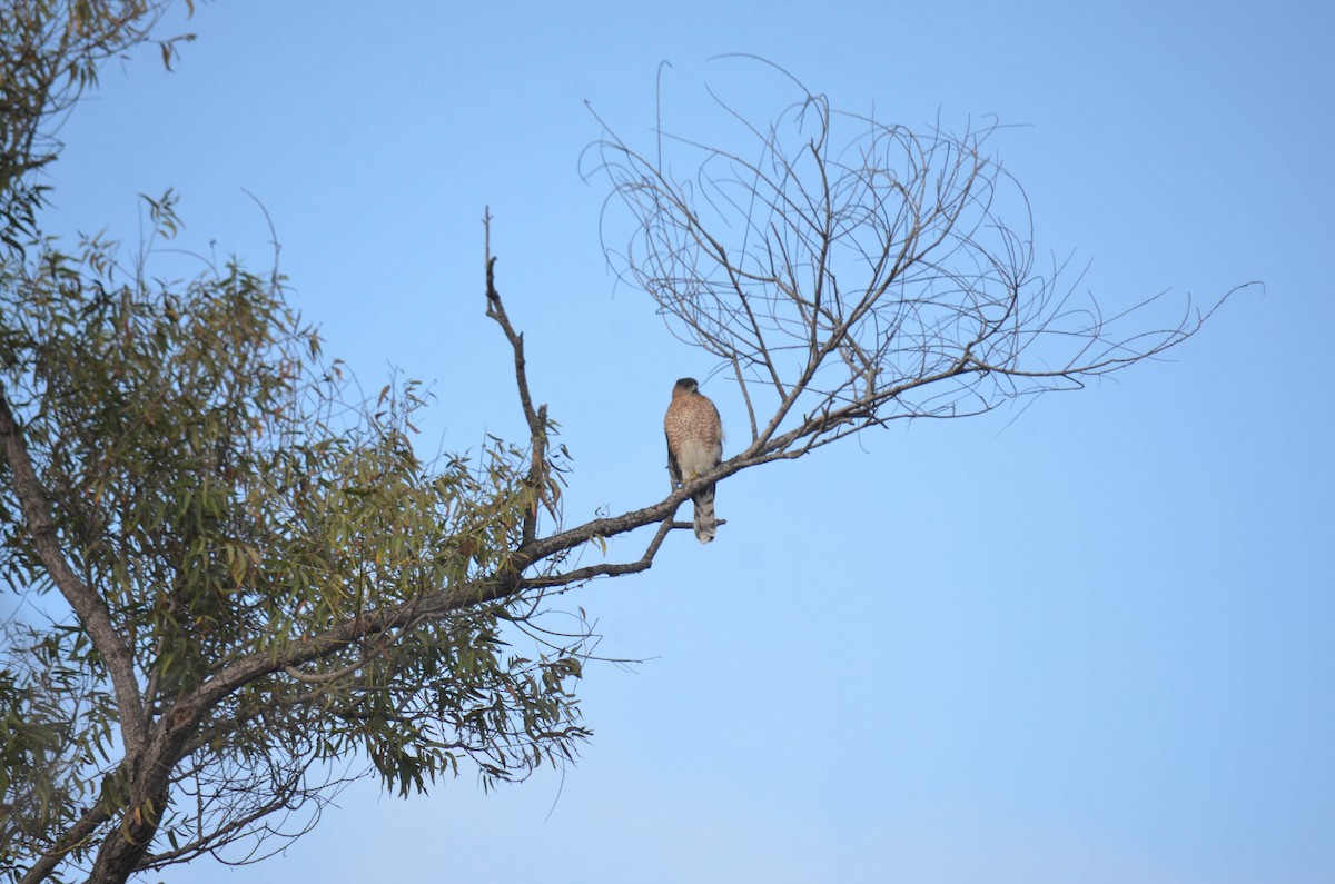 Яструб неоарктичний/чорноголовий - ML644652193