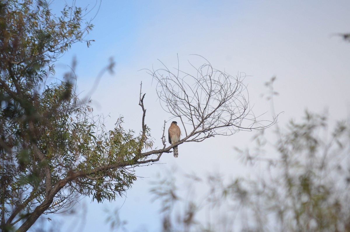 Яструб неоарктичний/чорноголовий - ML644652194
