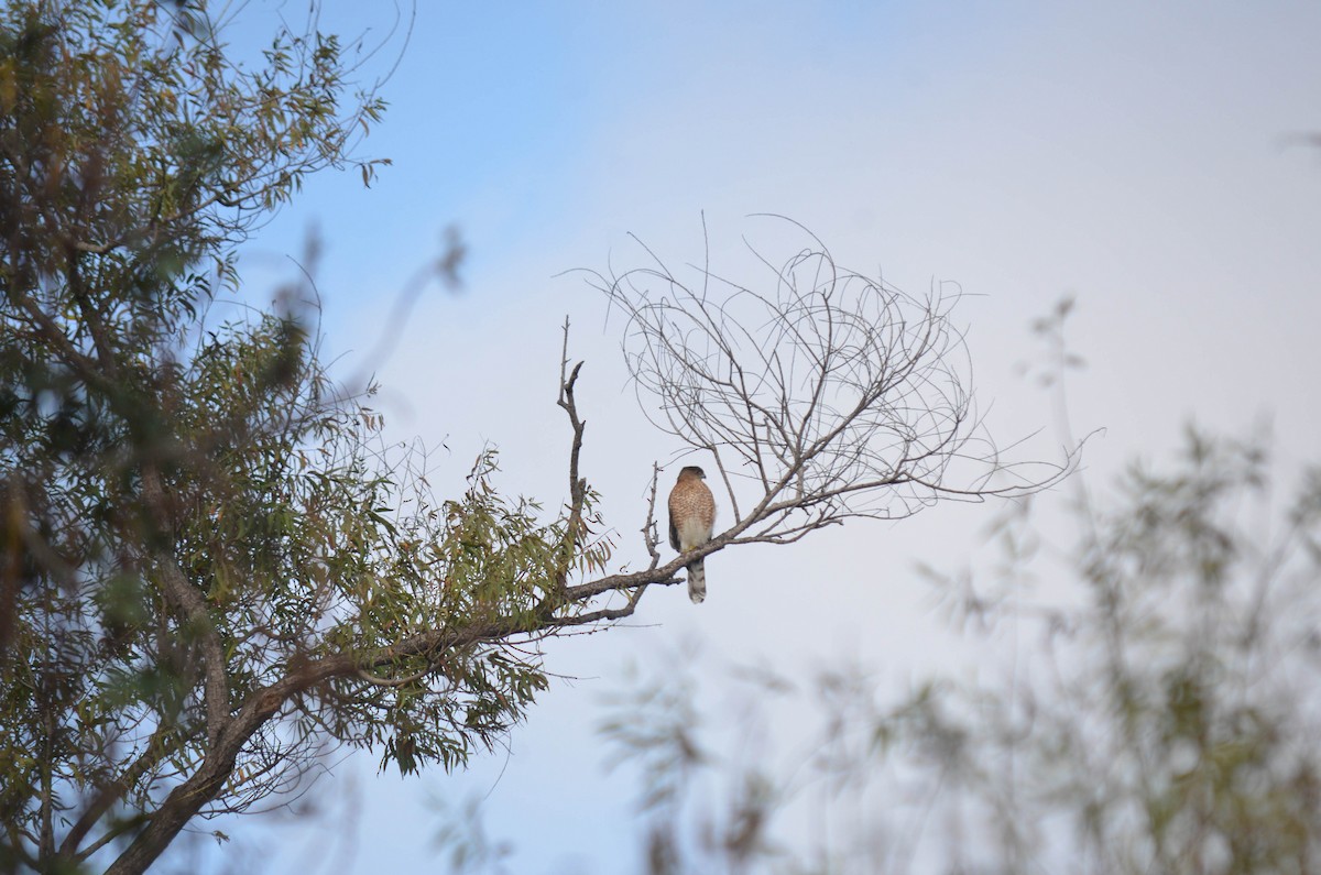 Яструб неоарктичний/чорноголовий - ML644652195