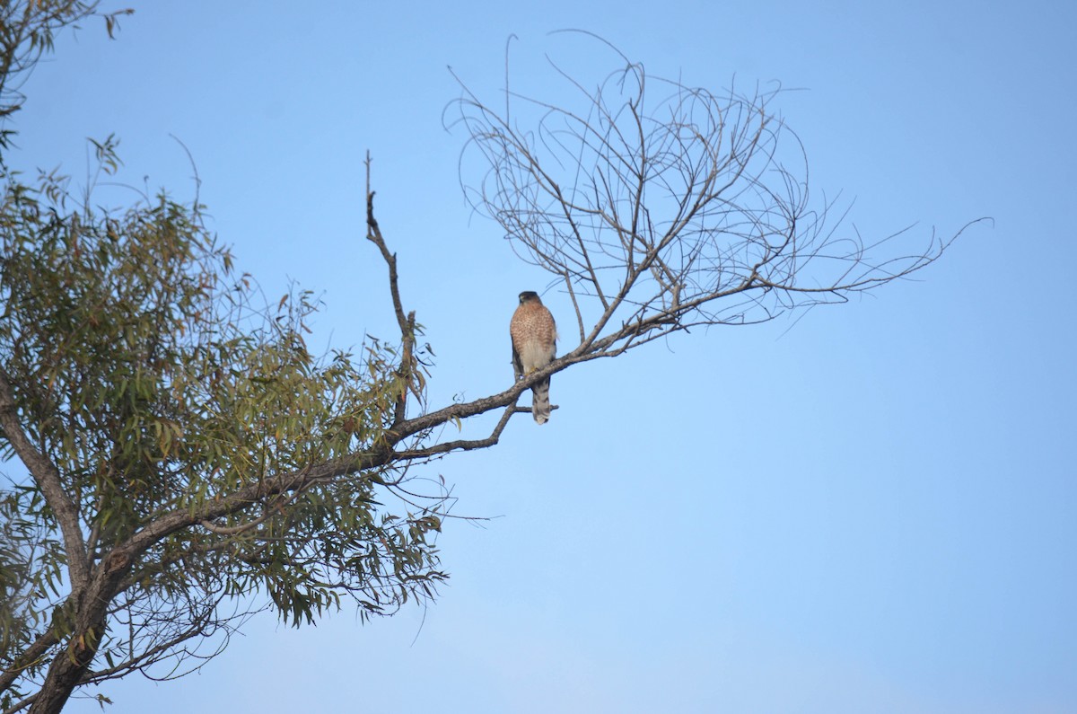 Яструб неоарктичний/чорноголовий - ML644652197