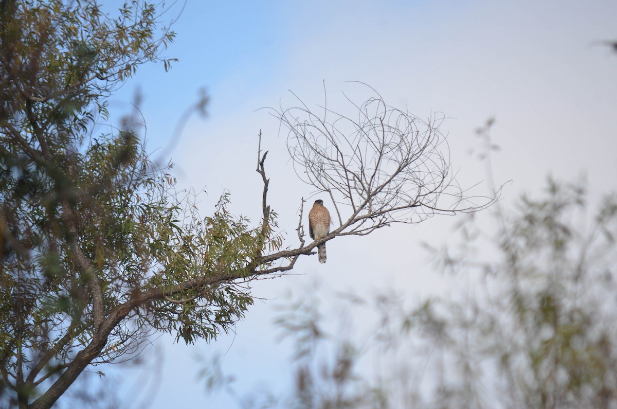 Яструб неоарктичний/чорноголовий - ML644652198