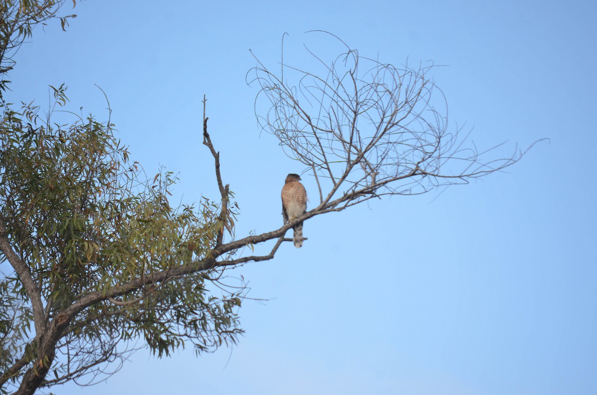 Яструб неоарктичний/чорноголовий - ML644652200