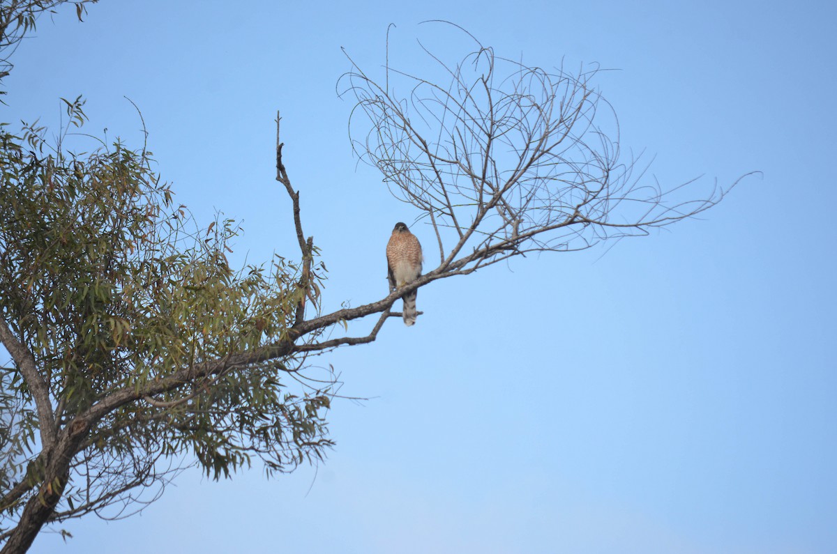 Яструб неоарктичний/чорноголовий - ML644652201