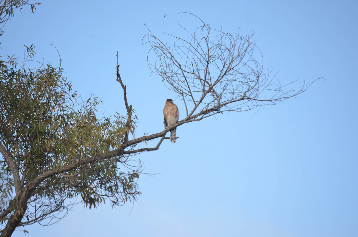 Яструб неоарктичний/чорноголовий - ML644652202