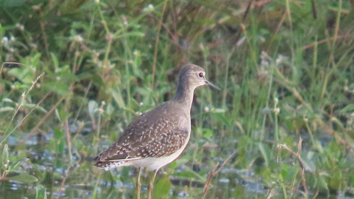 skogsnipe - ML644652205