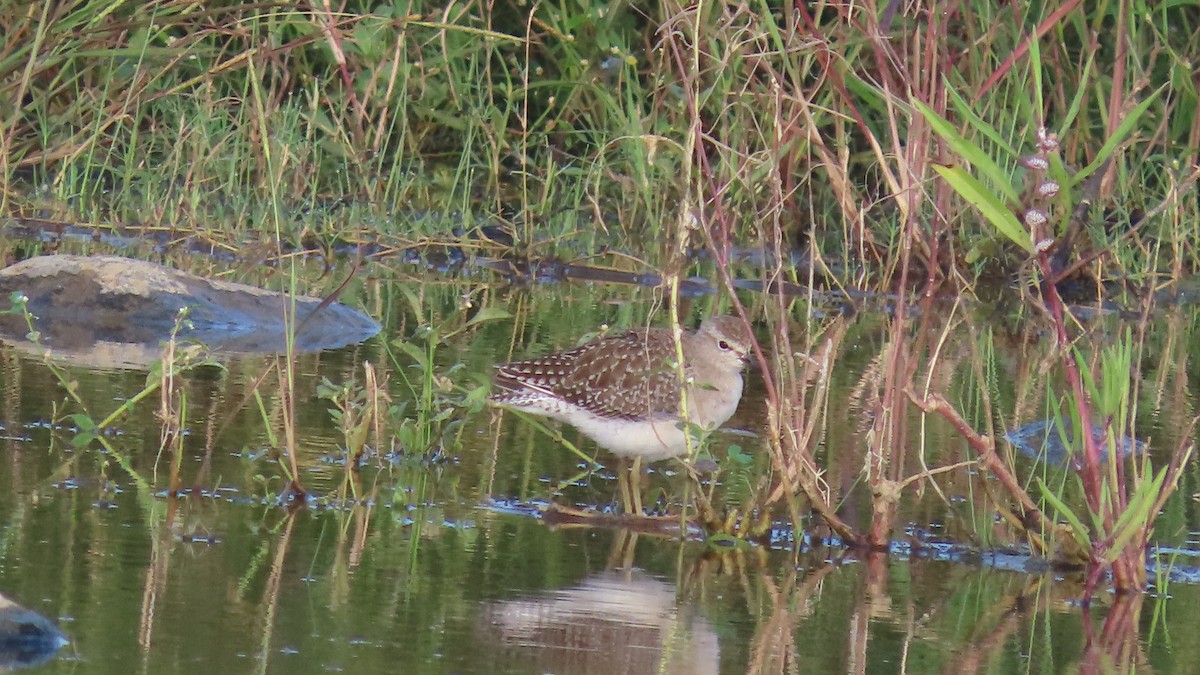 skogsnipe - ML644652206