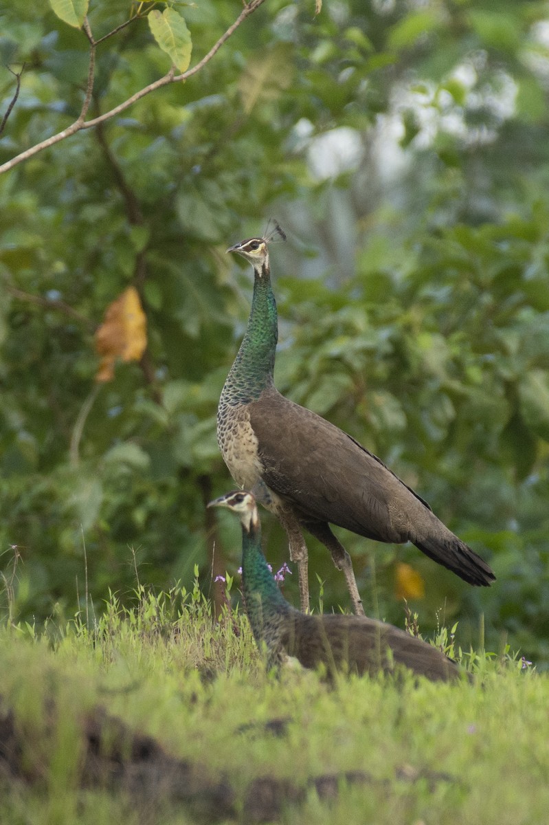Indian Peafowl - ML644652208