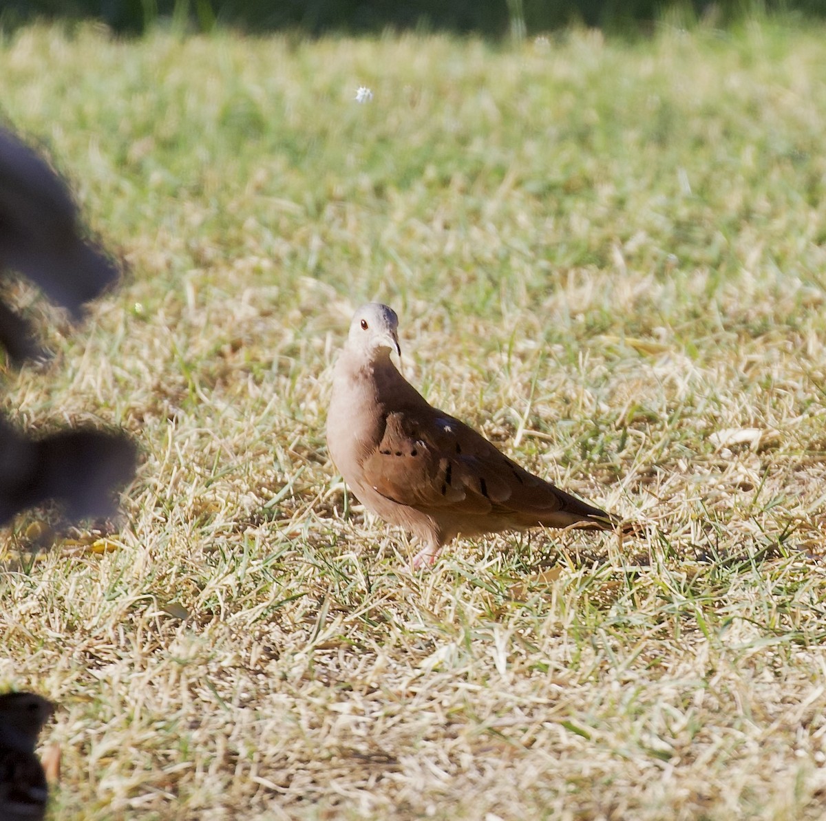 holoubek skořicový - ML644652218