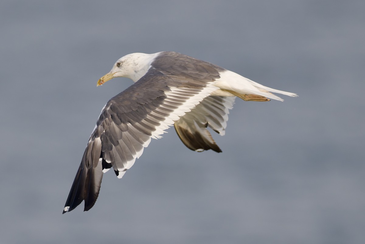 Gaviota Sombría (de Heuglin) - ML644652222