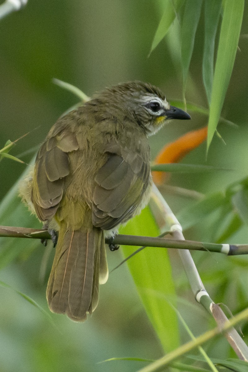 White-browed Bulbul - ML644652223