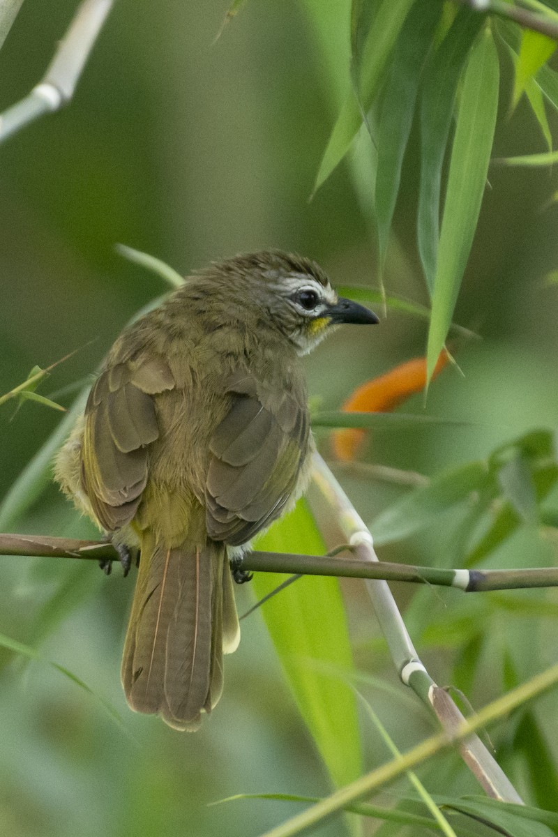 hvitbrynbylbyl - ML644652224