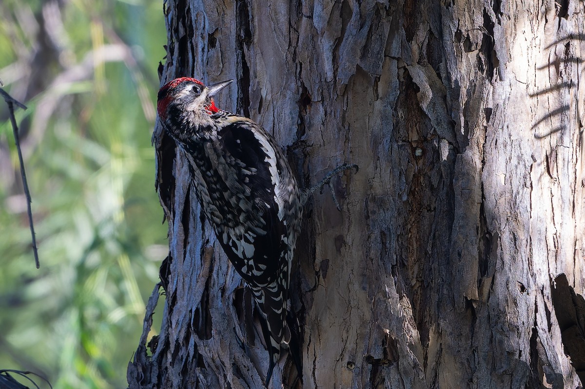 Rotnacken-Saftlecker - ML644652227