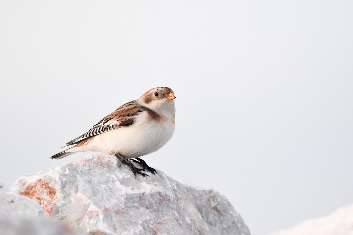 snøspurv - ML644652229