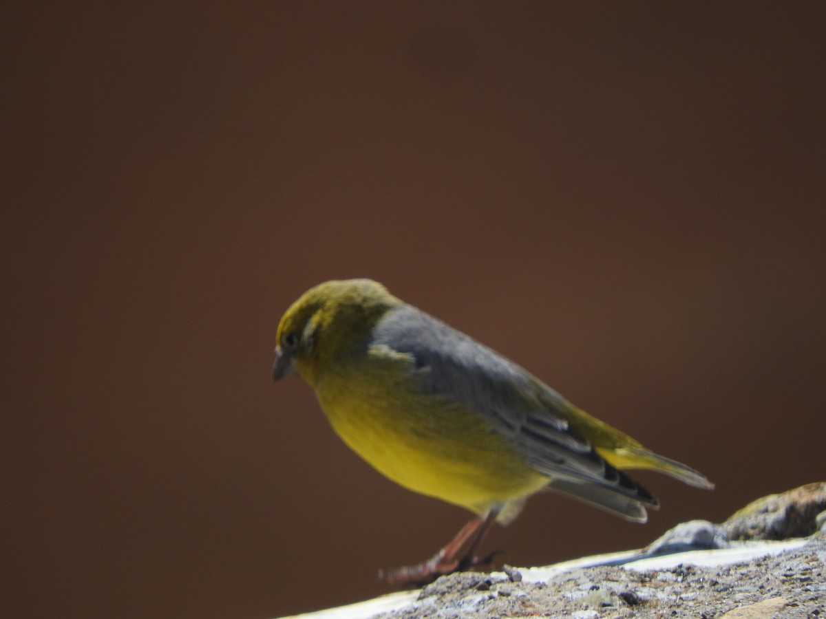 gråkinnspurv - ML644652232