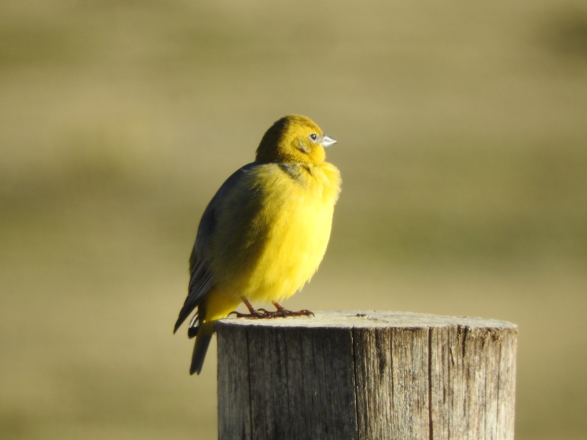 gråkinnspurv - ML644652236