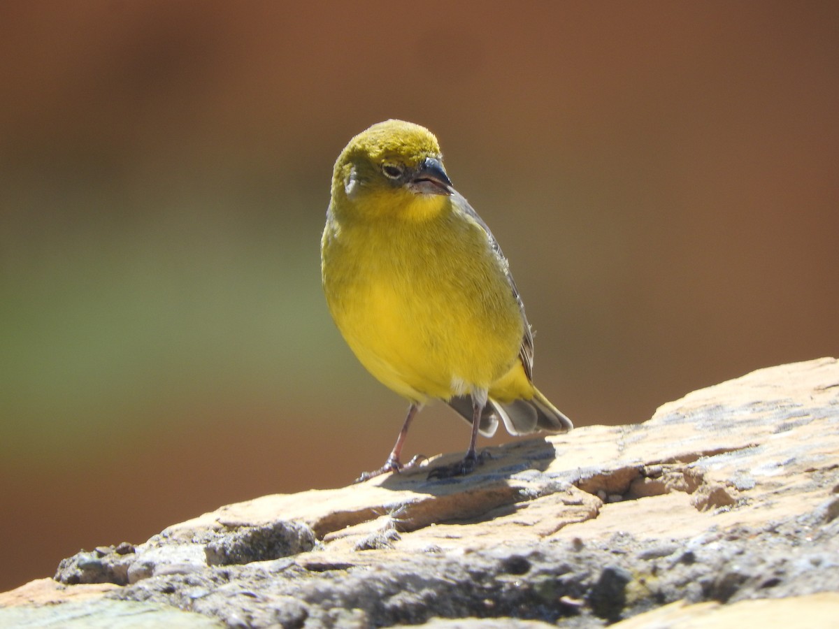 gråkinnspurv - ML644652237