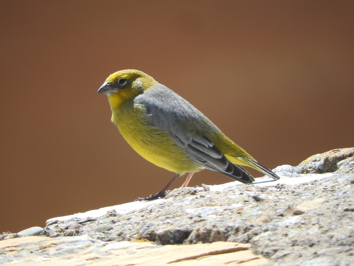 gråkinnspurv - ML644652238