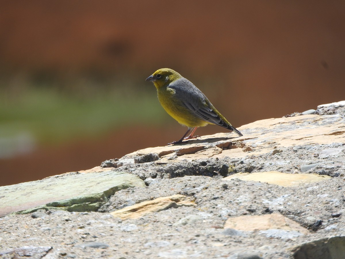 gråkinnspurv - ML644652239