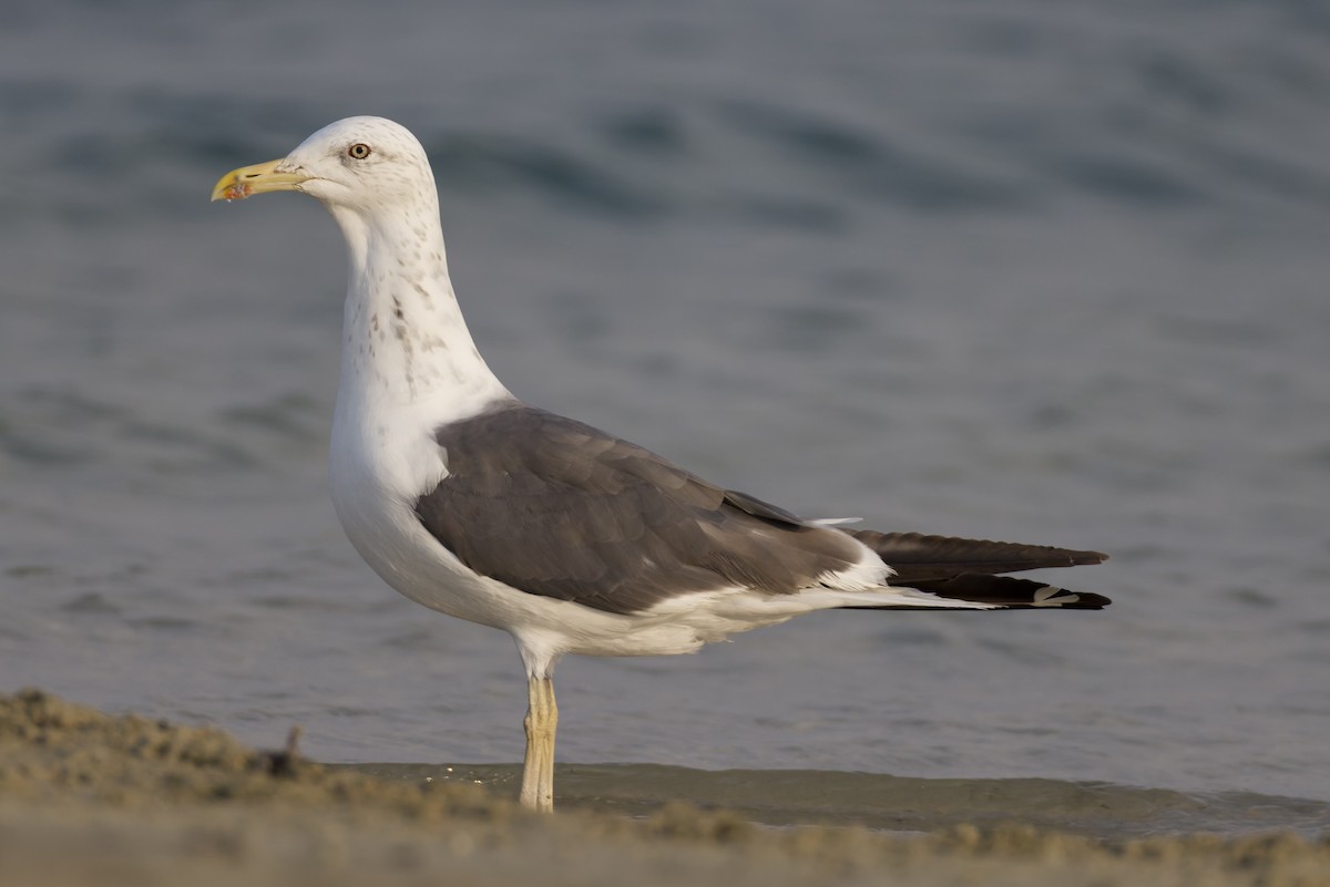 sildemåke (heuglini) (samojedmåke) - ML644652240