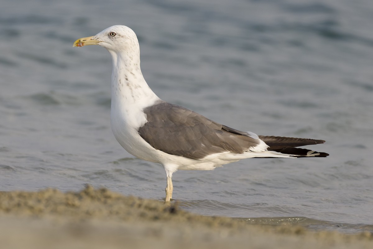sildemåke (heuglini) (samojedmåke) - ML644652241