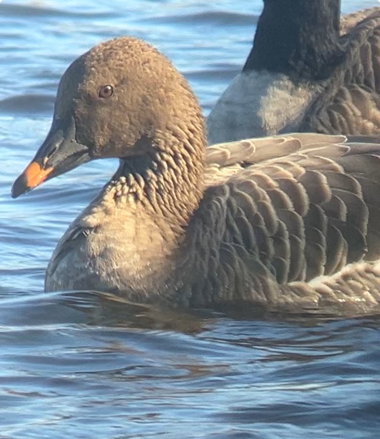 Tundrasaatgans - ML644652243