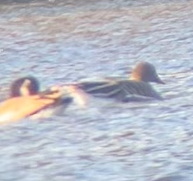 Tundrasaatgans - ML644652244