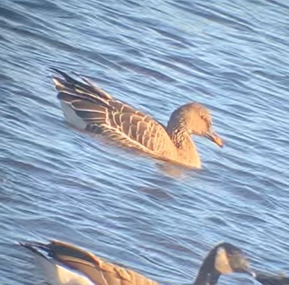 Tundrasaatgans - ML644652245