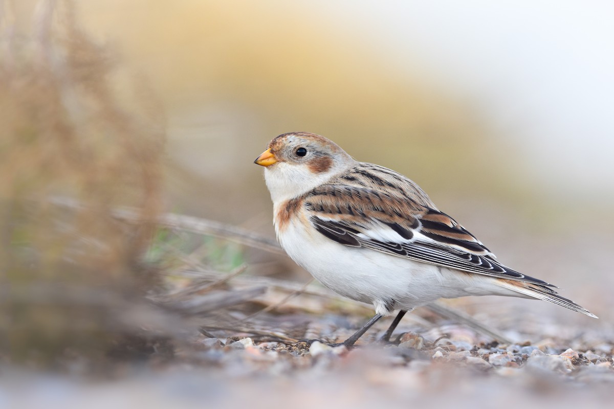 snøspurv - ML644652246