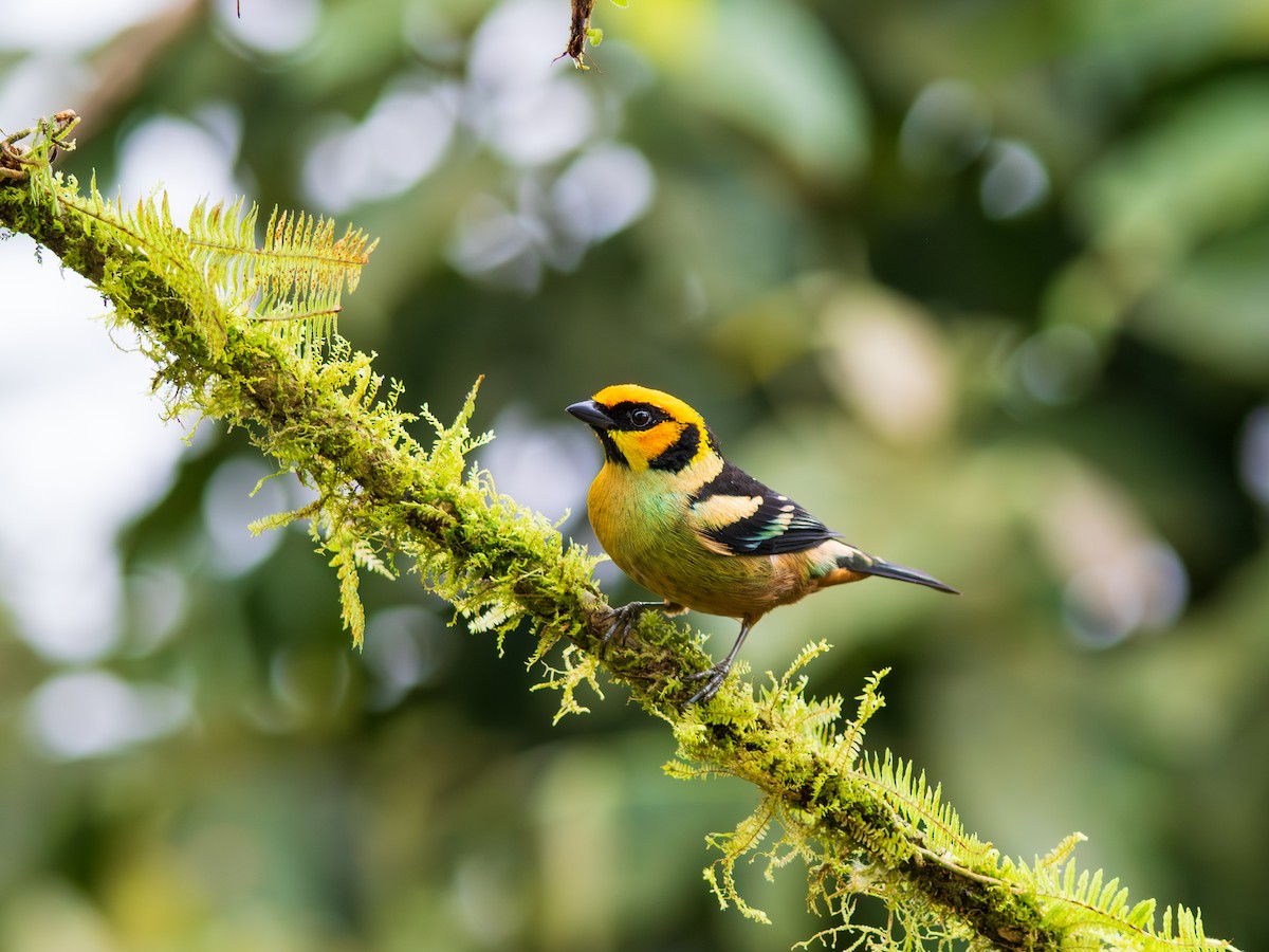 ildhodetanagar - ML644652247