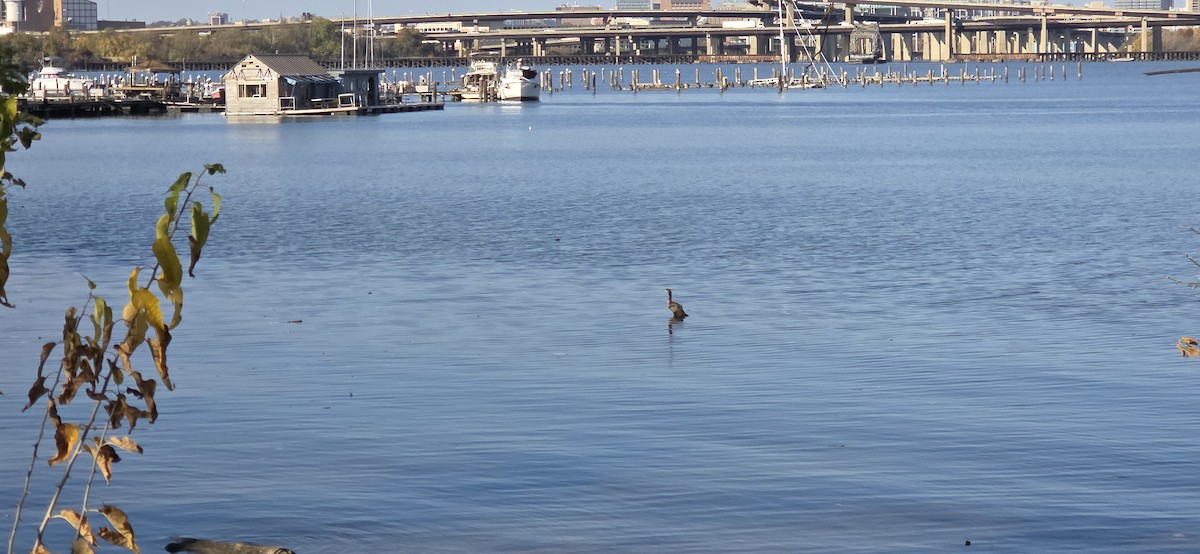 totoppskarv - ML644652248