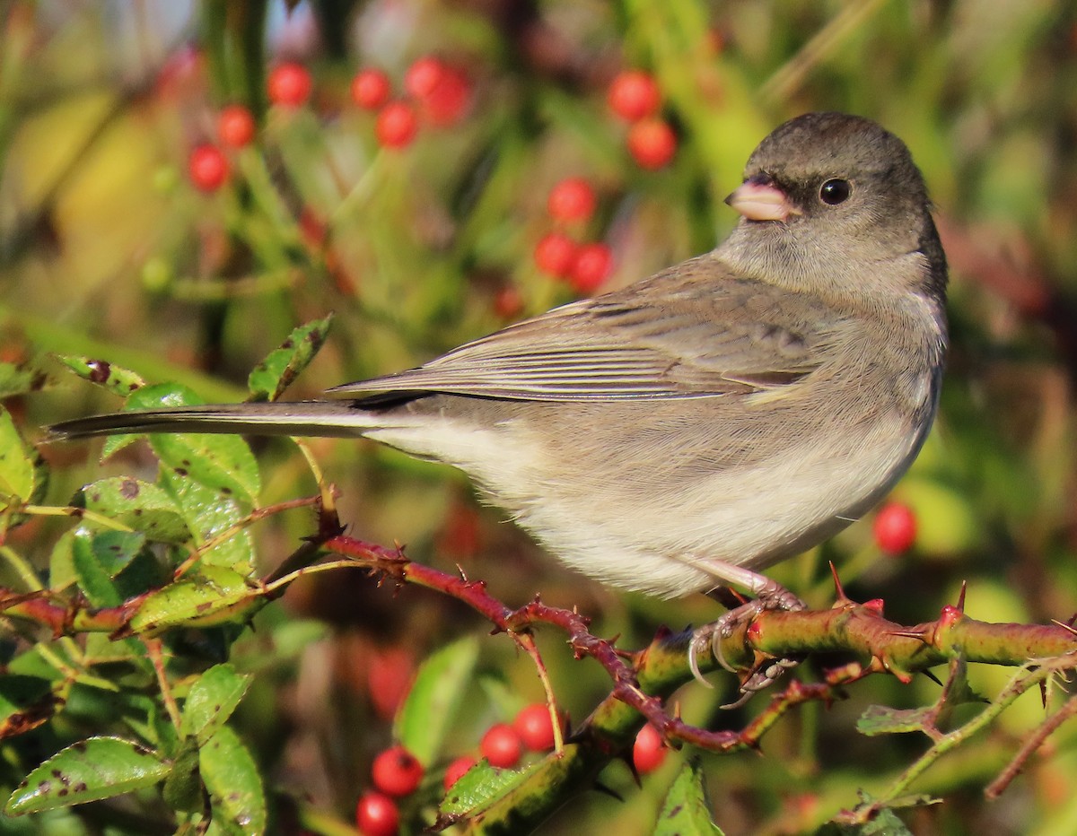 vinterjunko - ML644652249